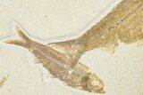 3.15" Detailed Fossil Fish (Knightia) - Wyoming - #201598-3